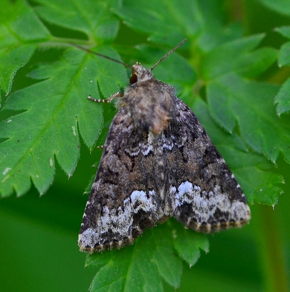 Noctuidae da Id.